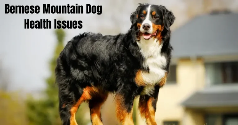 Bernese Mountain Dog Health Issues – Common Problems Every Owner Should Know bernese mountain dog health issues