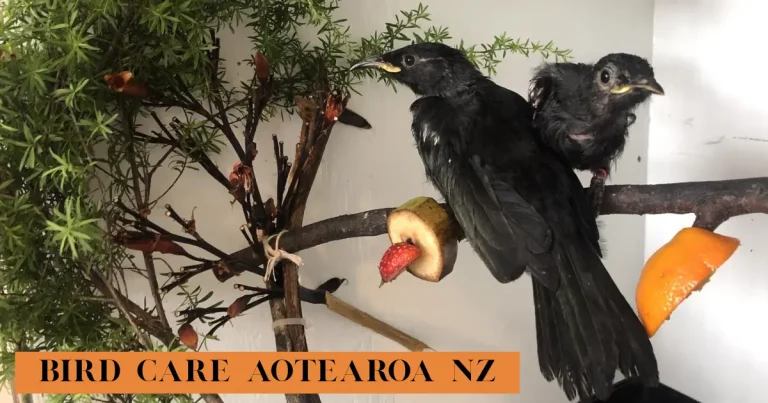 Bird Care Aotearoa NZ – Complete Guide To Native And Pet Bird Care bird care aotearoa nz
