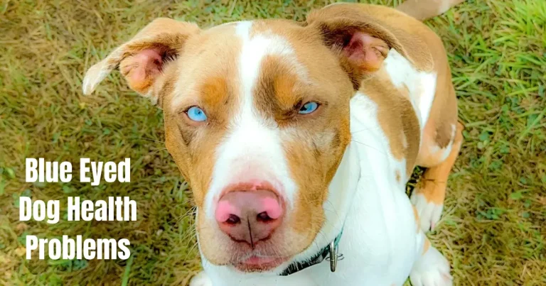 Blue Eyed Dog Health Problems – Causes Risks And Care Guide blue eyed dog health problems