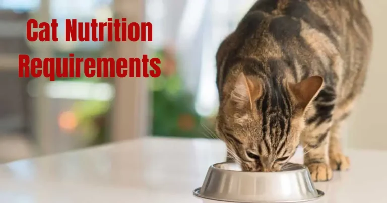 cat nutrition requirements