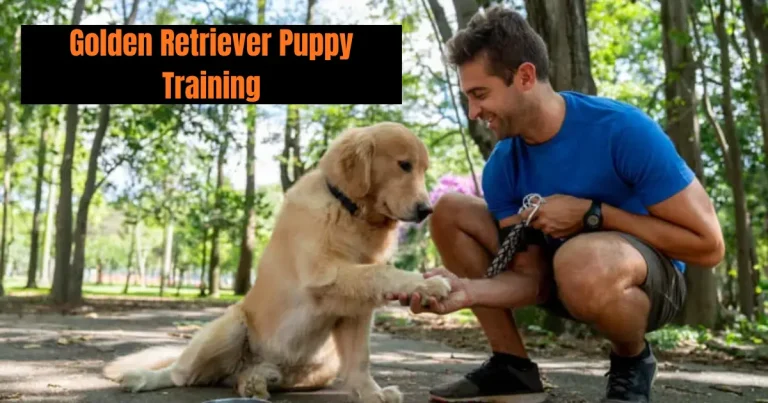 Golden Retriever Puppy Training – Complete Guide for Beginners golden retriever puppy training