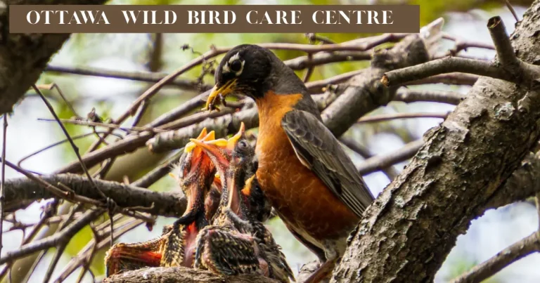 Ottawa Wild Bird Care Centre – A Lifeline for Injured And Orphaned Birds ottawa wild bird care centre