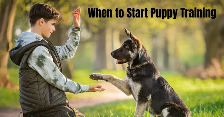 When to Start Puppy Training – Best Age And Expert Tips for Success when to start puppy training