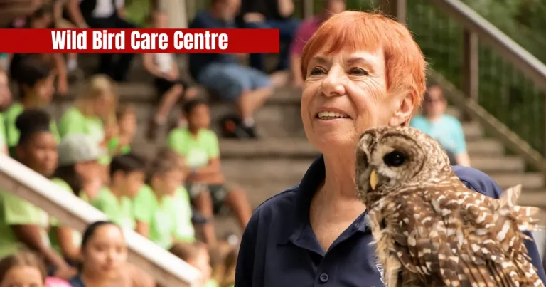 Wild Bird Care Centre – A Lifeline for Injured And Orphaned Birds wild bird care centre